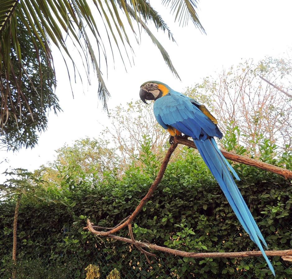 ホテル Portoazul Casa De Playa プエルト・コロンビア エクステリア 写真
